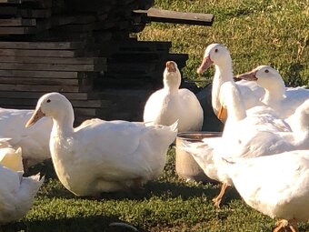 Aylesburské kačice predaj - 2