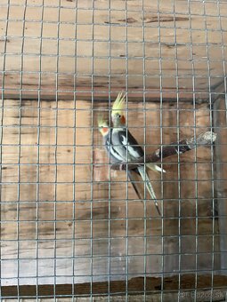 Výstavné korely - 2