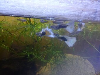 Gupky Tuxedo mix. - 2