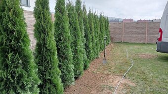 Tuja Smaragd, vavrínovec, červienka, gaštan - Prešov - 2