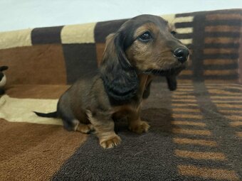 Jazvecik dlhosrsty - 2