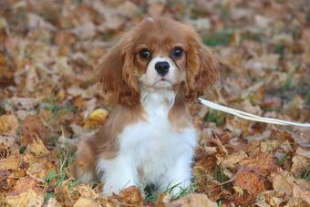 Cavalier King Charles Spaniel s PP - 2