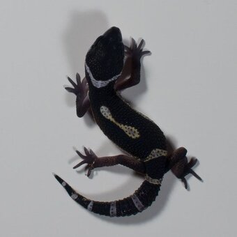Gekončík nočný/leopardí - 2