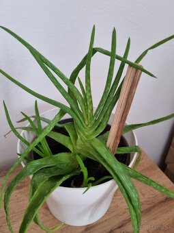 Darujem aloe vera - 2