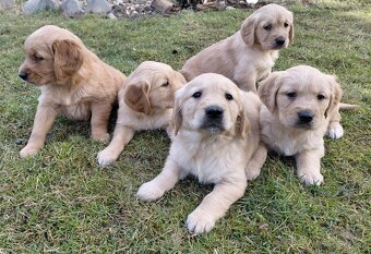 Zlatý retriever - 2