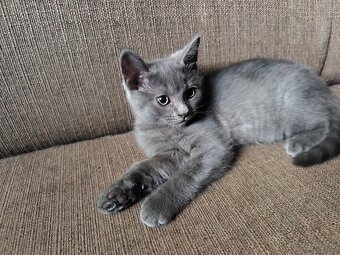 Britské modré mačiatko posledné . - 2