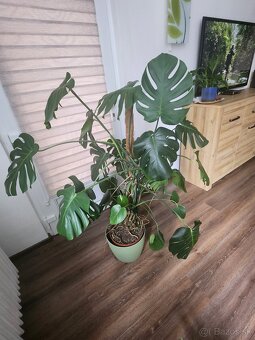 Monstera - 2