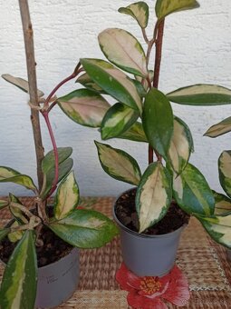 Voskovka - hoya tricolor - 2