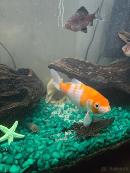 Koi kapor do rybníka - 2