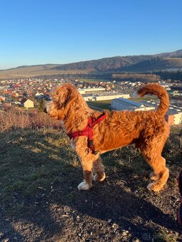 Goldendoodle na krytie - 2