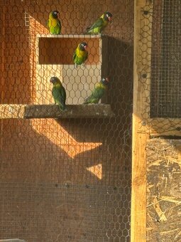 Agapornis škraboškovy - 2