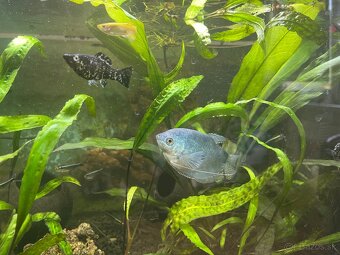 AKVARIUM 1 60L - 2