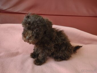 Pudel pudlik toy - 2