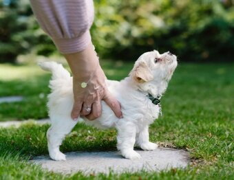 Havanský psík s PP - 2