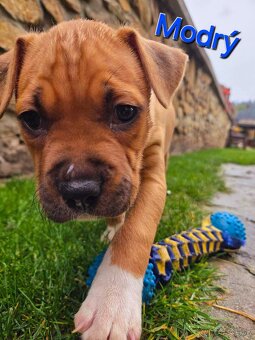 Americký stafordširský teriér - 2