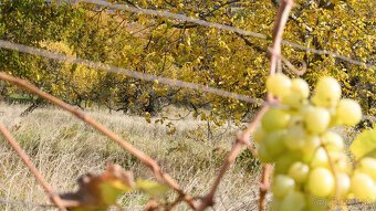 Pozemok(440m2),v katastrál. úz. Pukanec -na predaj - 2