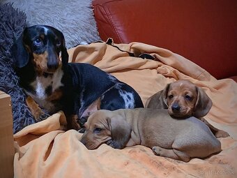 Jezevčík trpasličí merle - 2