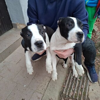 americky stafordsirsky terier - 2