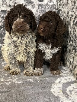 Lagotto - 2