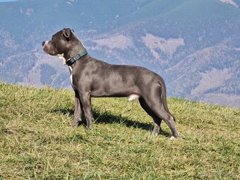 Americký stafordšírsky terier - krytie - 2