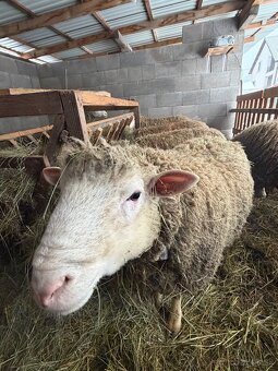 Baran Ille de France - 2