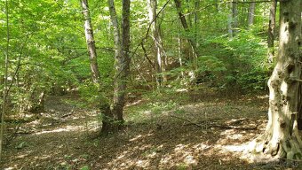Revúca – 2.479 m2 LES – PREDAJ - 2