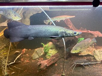 Arapaima gigas - 2