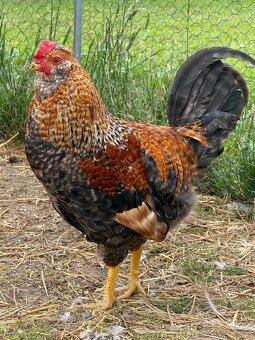 Kohut araucana - 2
