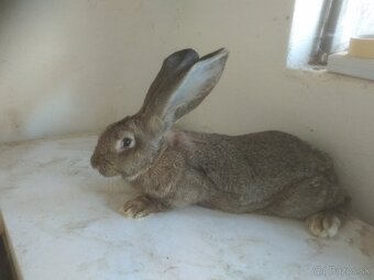 Králik Belgický obor - 2