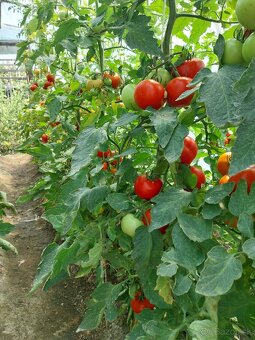 Domáce paradajky, paprika  , kapia. - 2