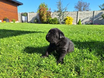 Labrador šteniatko psík čierny - 2