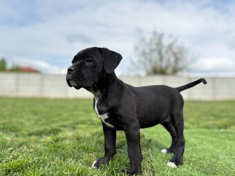 Cane Corso s PP - 2