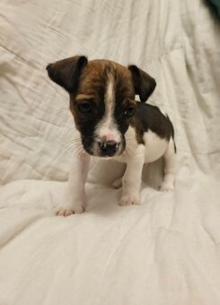 Šteniatka Jack Russell na adopciu - 2