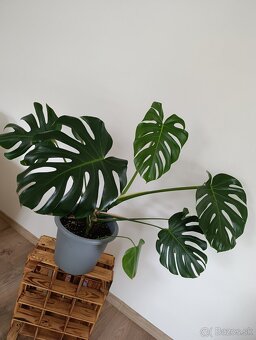 Monstera - 2