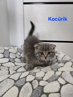 Škótske mačiatka - 2