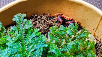 Selaginella uncinata (Didiclis uncinata) - 2