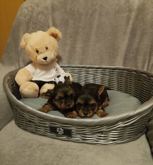 Yorkshirsky  terier - 2