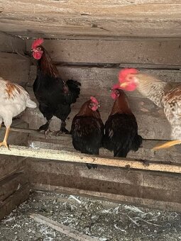 Predám mladého maranského kohúta - 2