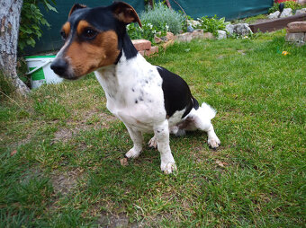Jack Russell teriér- pes na krytie - 2