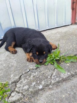 Predám šteniatka Rottweiler - 2