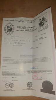 Nemecký ovčiak s PP - 2