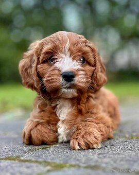 Maltipoo s pp - 2
