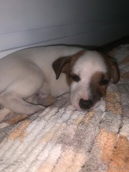 Predám šteniatko jack Russela - 2