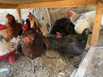prepelice,ayam cemani, hodvabnicky,nosnice,zajace , 3x kurín - 2