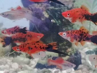 Mečúň Mexický (Xiphophorus helleri) - Rezervované do 14.12. - 2