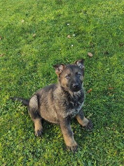 Nemecký ovčiak - 2