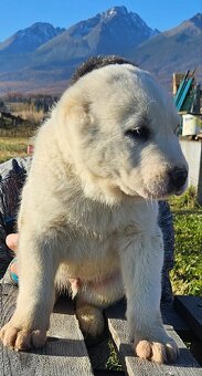 Stredoazijsky ovciak FCI pp - 2