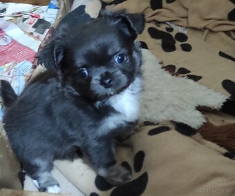 čivava dlhosrsta - 2