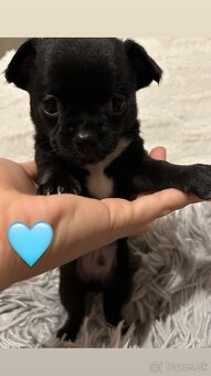 Chihuahua - 2