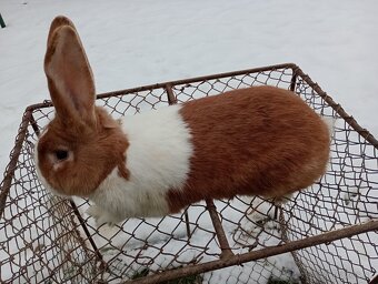 Predám králiky Šarišský obrovity - 2